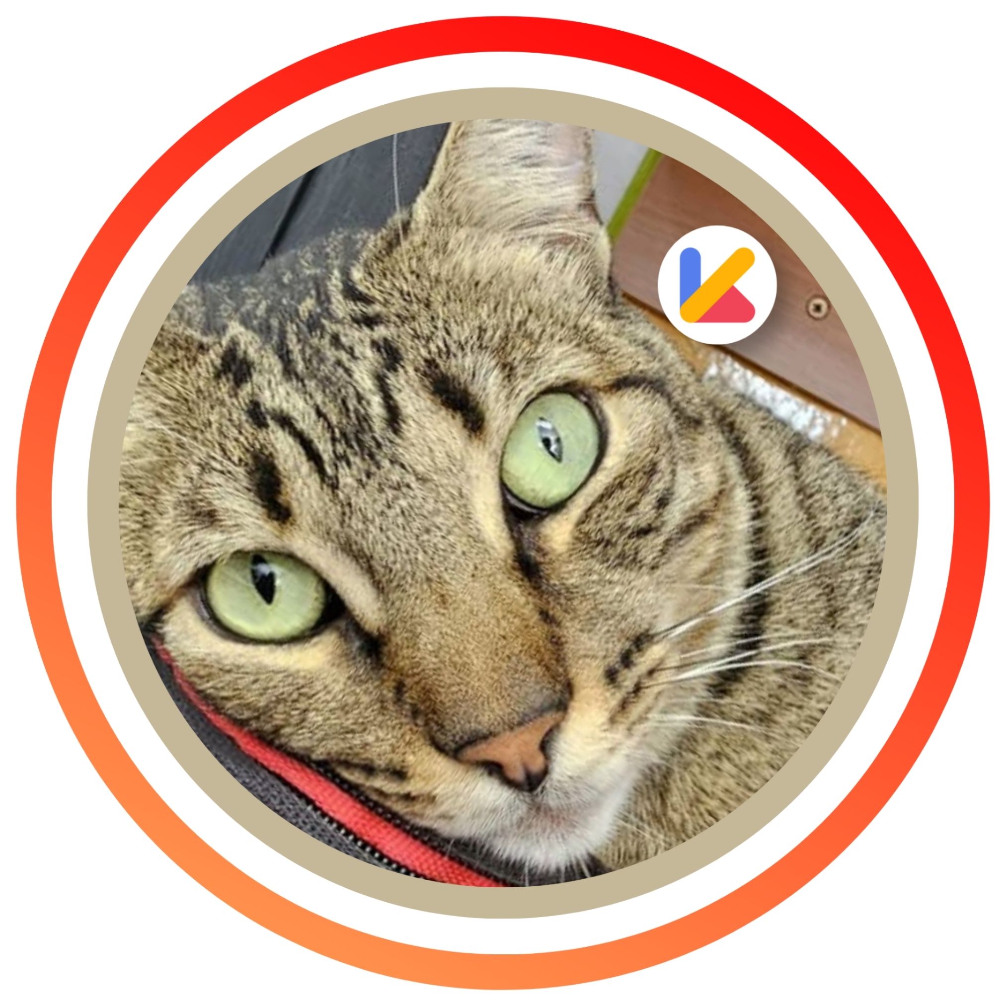 Michi Miau